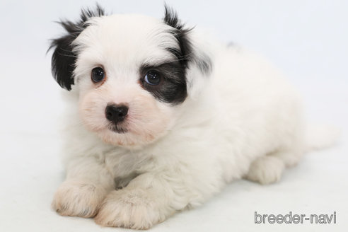 成約済の神奈川県のミックス犬-317421